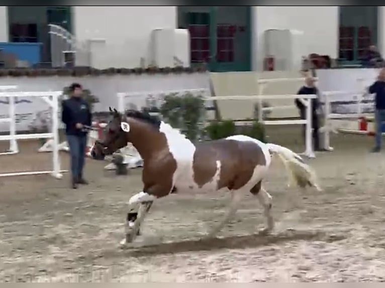 Lewitzer Hengst 3 Jaar 138 cm Gevlekt-paard in Verl