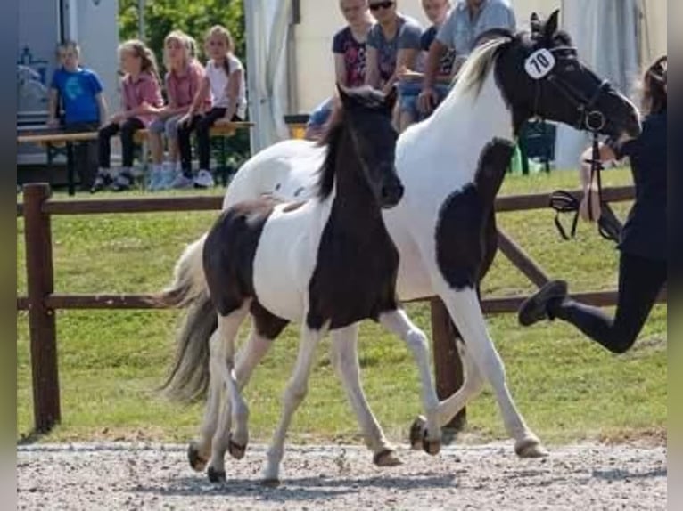 Lewitzer Hengst 3 Jaar 142 cm Gevlekt-paard in Boberow