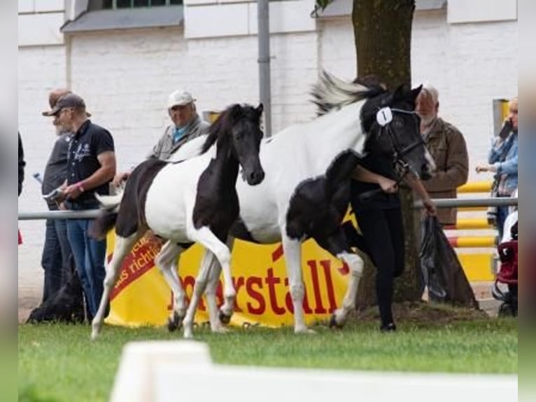Lewitzer Hengst 3 Jaar 142 cm Gevlekt-paard in Boberow