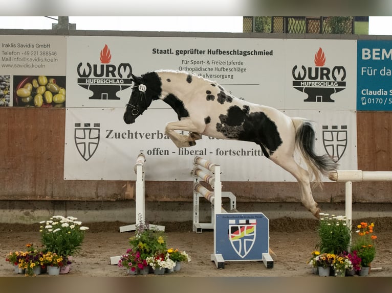 Lewitzer Hengst 3 Jaar 142 cm Tobiano-alle-kleuren in Offenburg