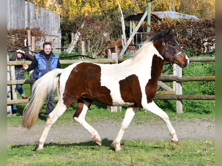 Lewitzer Hengst 3 Jaar 147 cm Tobiano-alle-kleuren in Mörsdorf