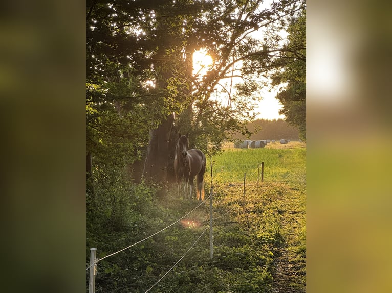 Lewitzer Hengst 3 Jaar 150 cm Gevlekt-paard in Echzell