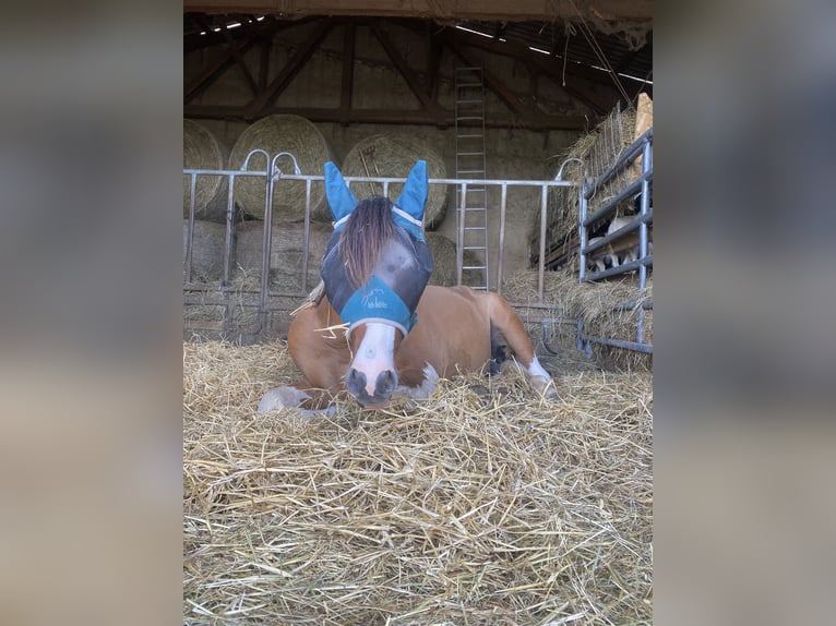 Lewitzer Hengst 3 Jaar 150 cm Gevlekt-paard in Echzell