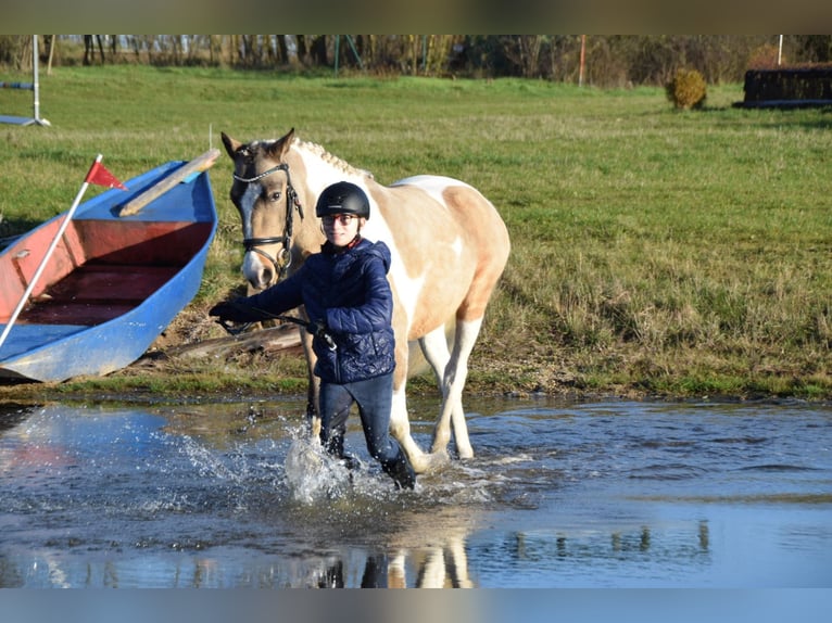 Lewitzer Hengst 3 Jaar Gevlekt-paard in NEUSTADT DOSSE