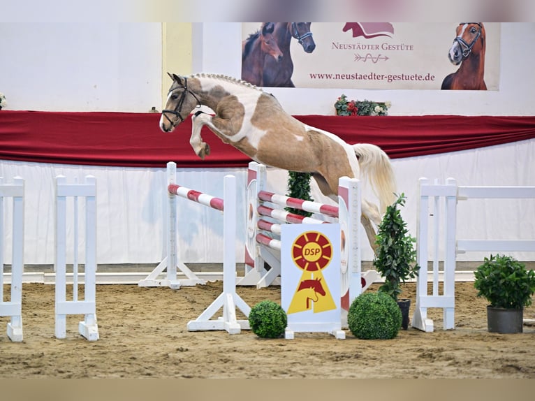 Lewitzer Hengst 3 Jaar Gevlekt-paard in NEUSTADT DOSSE