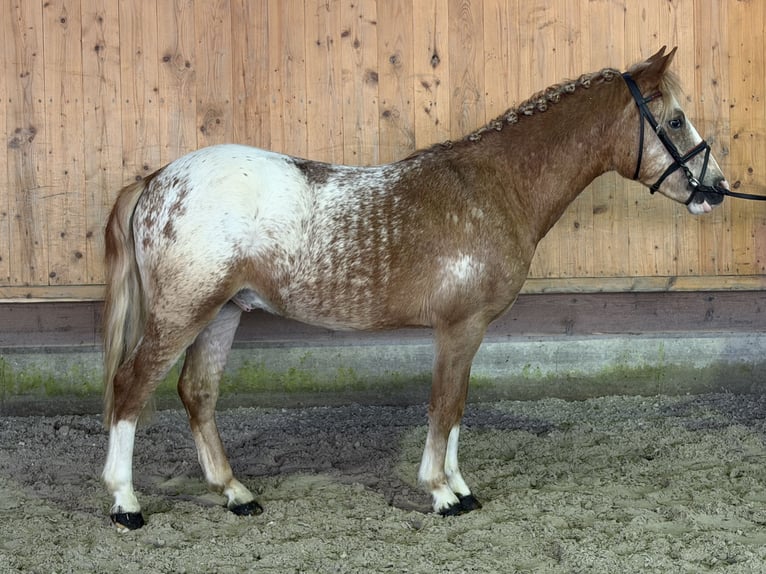 Lewitzer Mix Hengst 3 Jahre 125 cm Schecke in Riedlingen