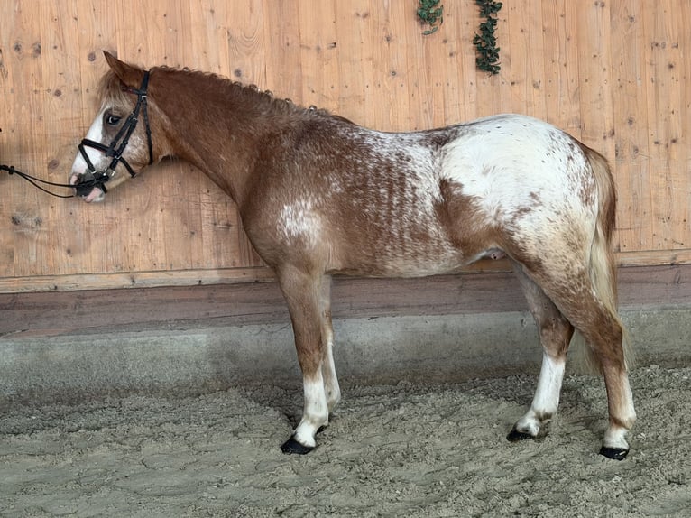 Lewitzer Mix Hengst 3 Jahre 125 cm Schecke in Riedlingen