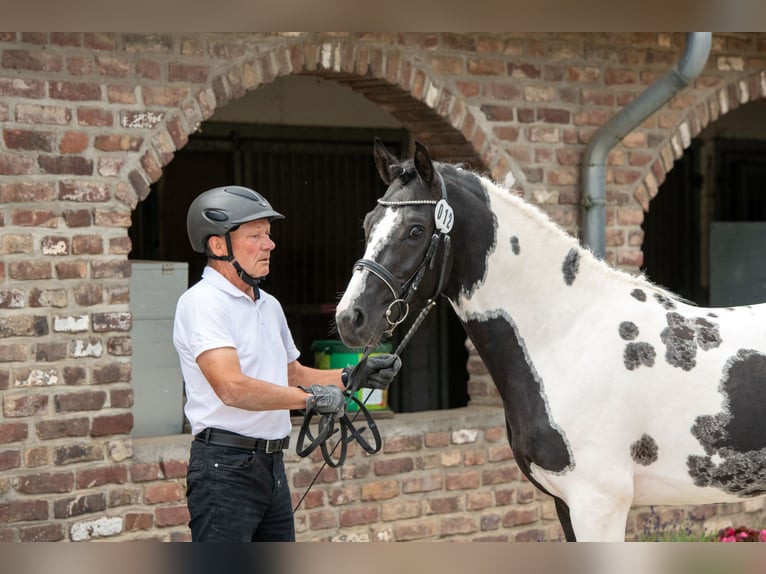 Lewitzer Hengst 3 Jahre 142 cm Tobiano-alle-Farben in Offenburg