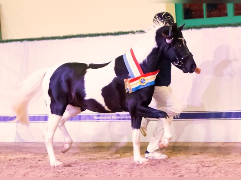 Lewitzer Hengst 4 Jahre 146 cm Schecke in Satow