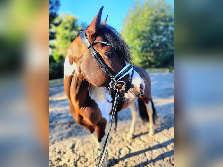 Lewitzer Mix Hengst 5 Jaar 143 cm Gevlekt-paard in Dallgow-Döberitz