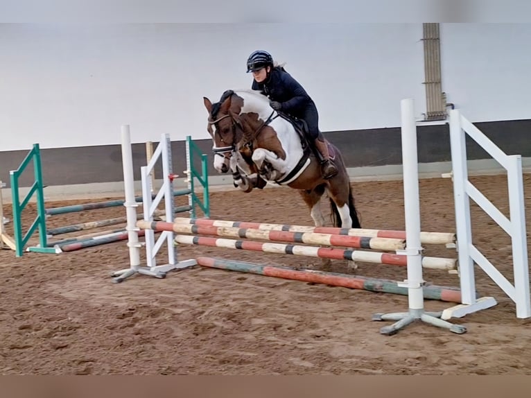 Lewitzer Mix Hengst 5 Jaar 143 cm Gevlekt-paard in Dallgow-Döberitz