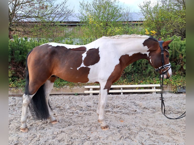 Lewitzer Mix Hengst 5 Jaar 143 cm Gevlekt-paard in Dallgow-Döberitz