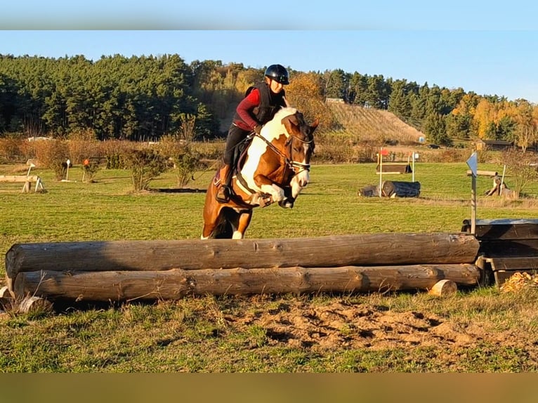 Lewitzer Mix Hengst 5 Jaar 143 cm Gevlekt-paard in Dallgow-Döberitz