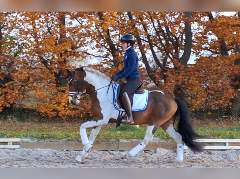 Lewitzer Mix Hengst 5 Jaar 143 cm Gevlekt-paard in Dallgow-Döberitz