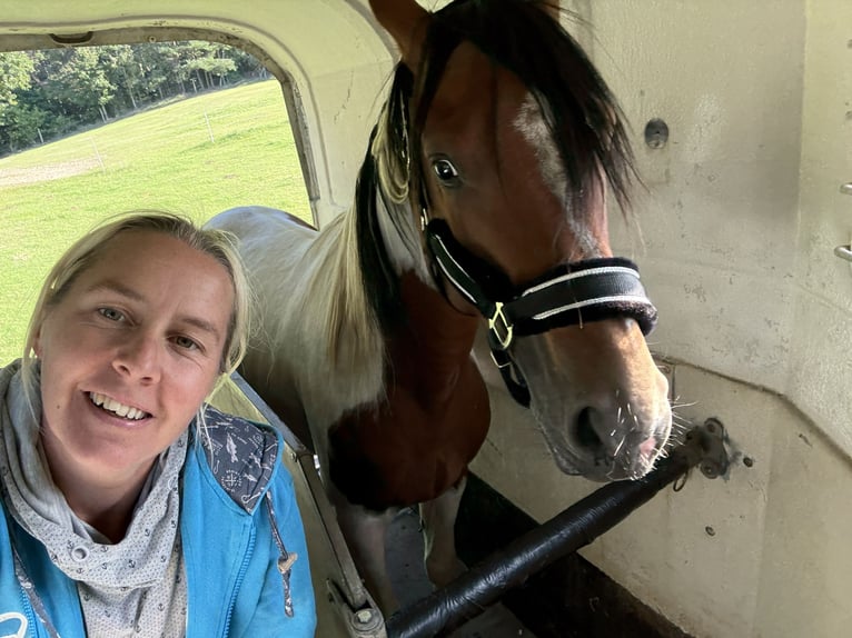 Lewitzer Mix Hengst 6 Jaar 155 cm Gevlekt-paard in Zirchow