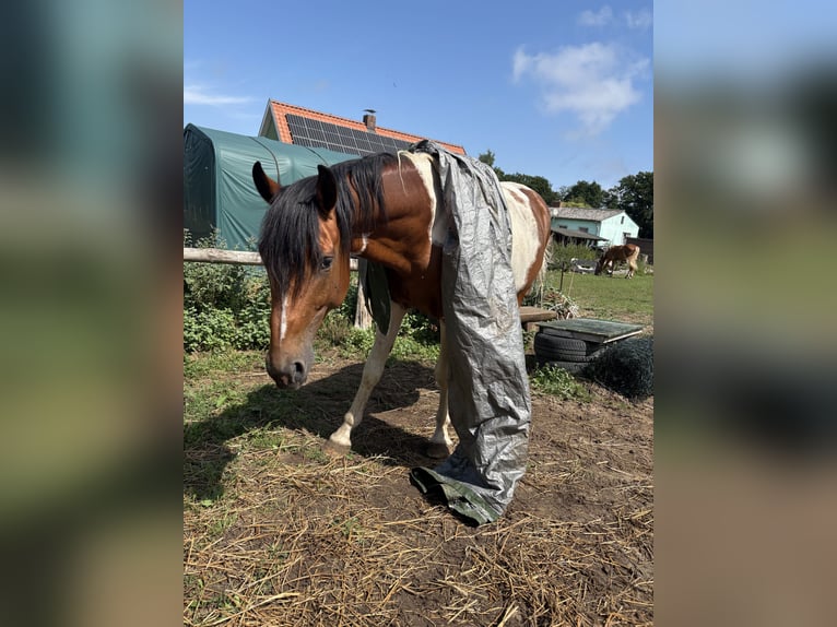 Lewitzer Mix Hengst 6 Jaar 155 cm Gevlekt-paard in Zirchow