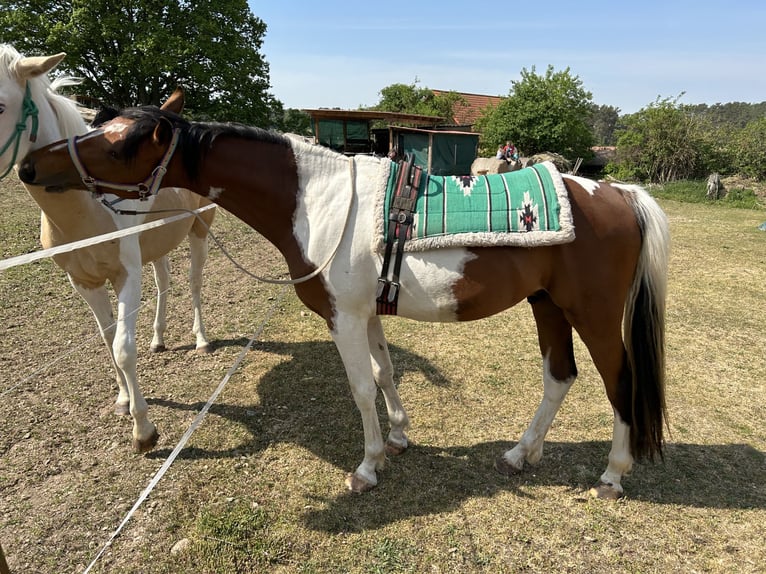 Lewitzer Mix Hengst 6 Jaar 155 cm Gevlekt-paard in Zirchow