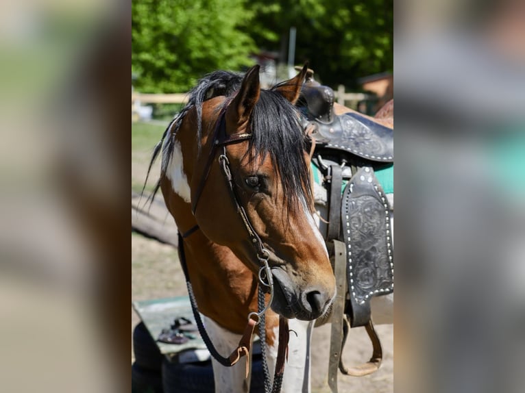 Lewitzer Mix Hengst 6 Jaar 155 cm Gevlekt-paard in Zirchow