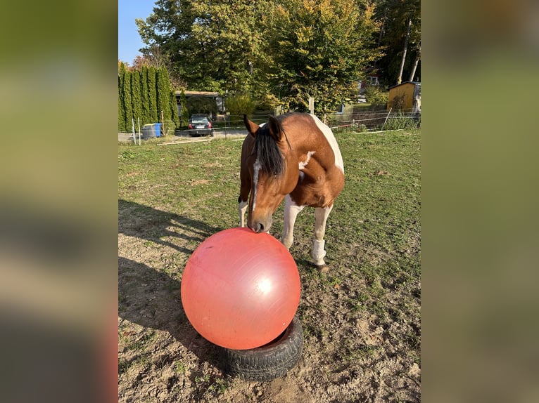Lewitzer Mix Hengst 6 Jahre 155 cm Schecke in Zirchow
