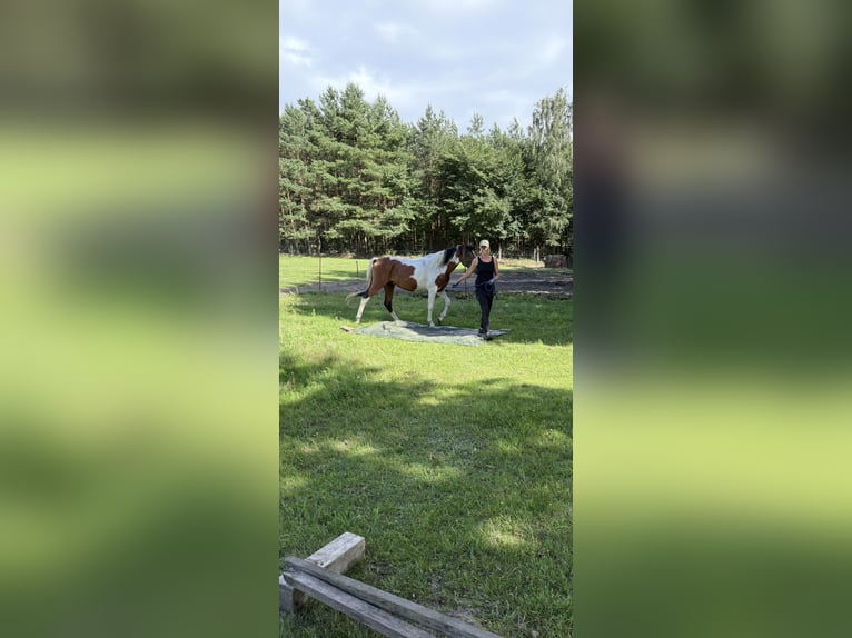 Lewitzer Mix Hengst 6 Jahre 155 cm Schecke in Zirchow