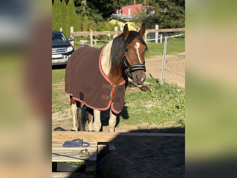 Lewitzer Mix Hengst 6 Jahre 155 cm Schecke in Zirchow