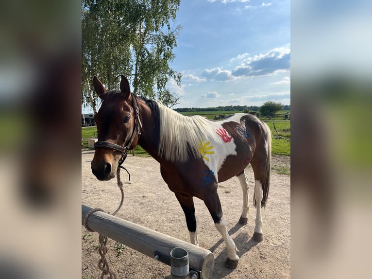 Lewitzer Hengst 7 Jaar 143 cm Gevlekt-paard in Velpke