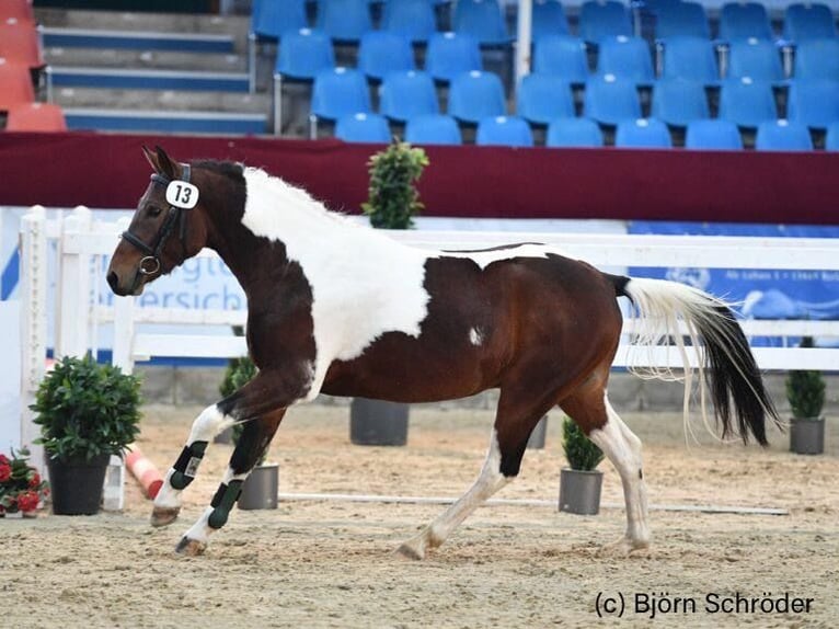 Lewitzer Hengst 7 Jaar 143 cm Gevlekt-paard in Velpke