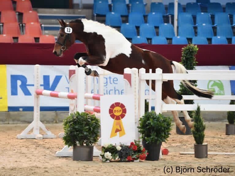 Lewitzer Hengst 7 Jaar 143 cm Gevlekt-paard in Velpke