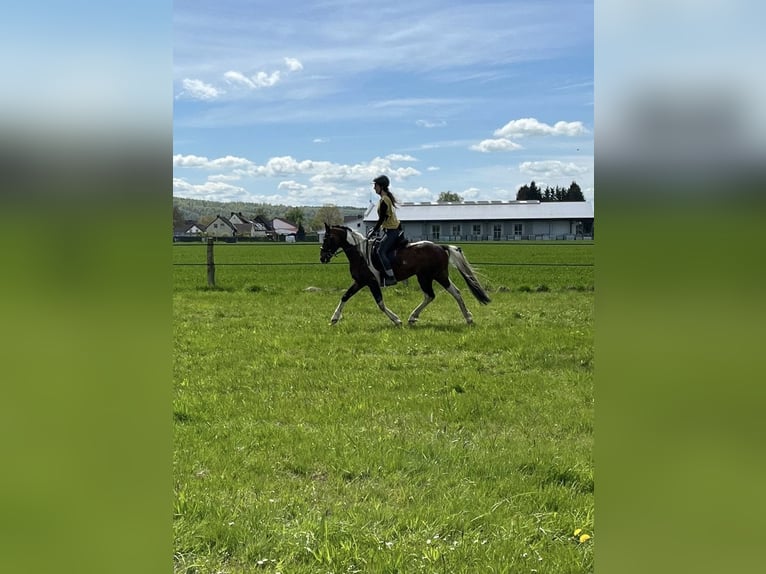 Lewitzer Hengst 7 Jahre 143 cm Schecke in Velpke