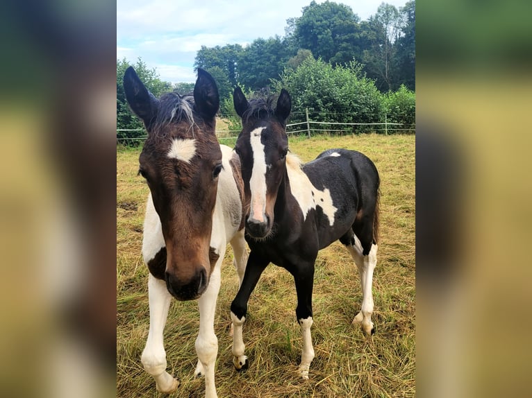 Lewitzer Hengst Fohlen (05/2024) 145 cm Tobiano-alle-Farben in Streithausen