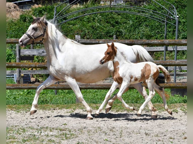 Lewitzer Hengst Fohlen (05/2025) 148 cm Tobiano-alle-Farben in M&#xF6;rsdorf