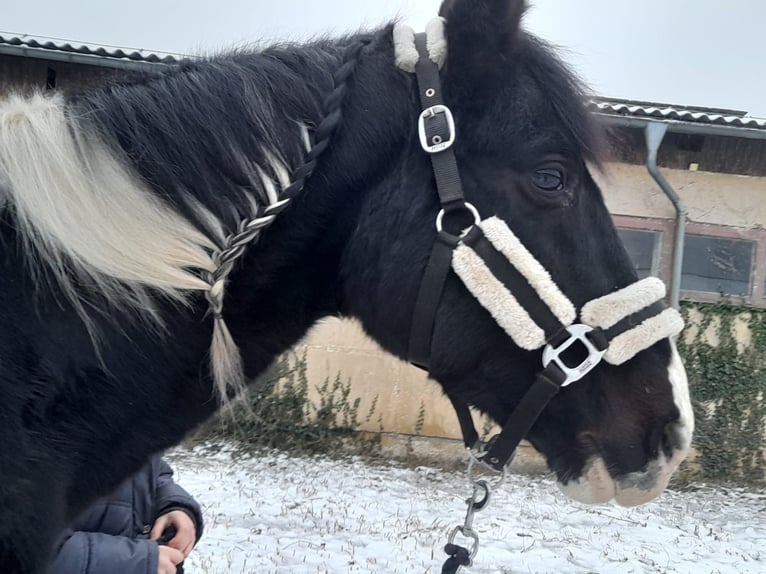 Lewitzer Mix Hengst Gevlekt-paard in Bernau bei Berlin