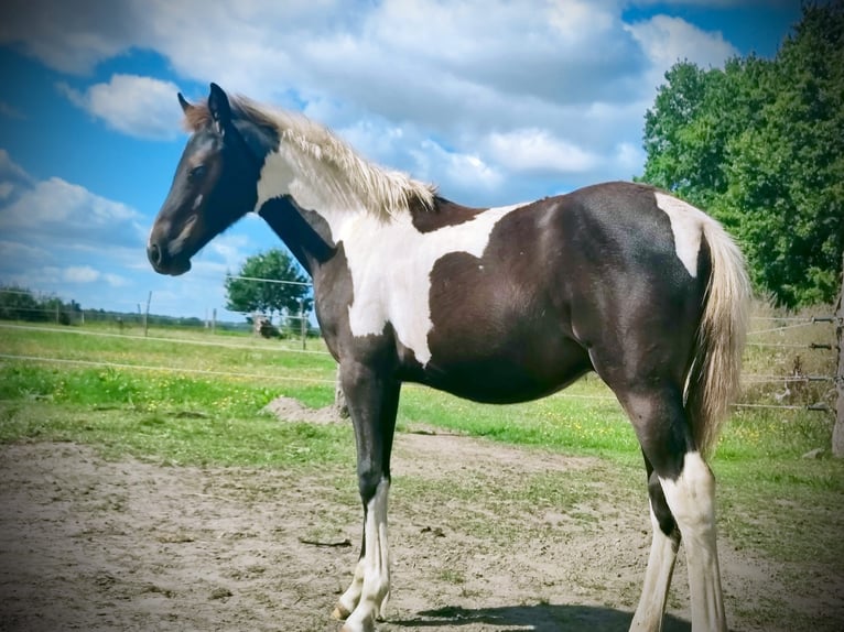 Lewitzer Hengst Veulen (02/2026) 148 cm Gevlekt-paard in Velpke