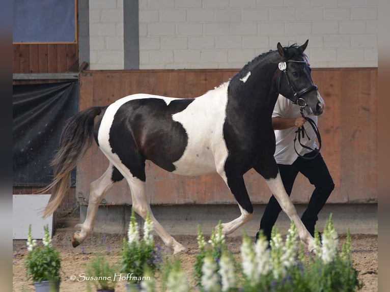 Lewitzer Hengst Veulen (05/2025) 148 cm Tobiano-alle-kleuren in M&#xF6;rsdorf