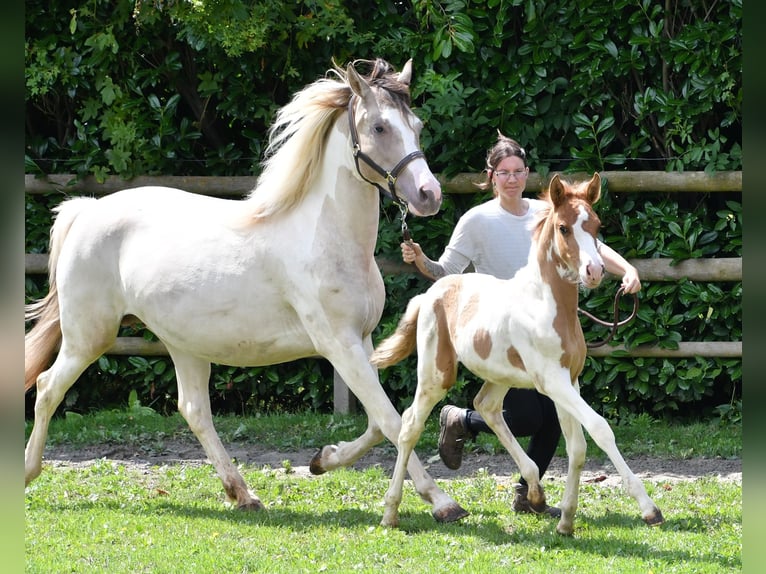 Lewitzer Hengst Veulen (05/2025) 148 cm Tobiano-alle-kleuren in M&#xF6;rsdorf