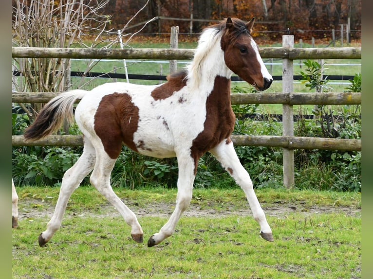 Lewitzer Hengst Veulen (05/2025) 148 cm Tobiano-alle-kleuren in Mörsdorf