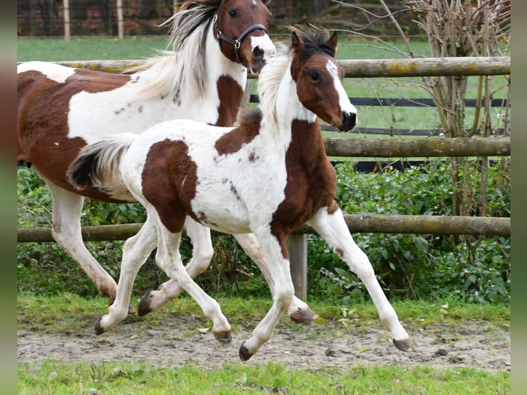 Lewitzer Hengst Veulen (05/2025) 148 cm Tobiano-alle-kleuren in Mörsdorf