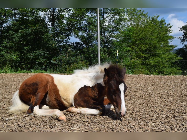 Lewitzer Hengst veulen (03/2024) 150 cm Gevlekt-paard in Engelskirchen