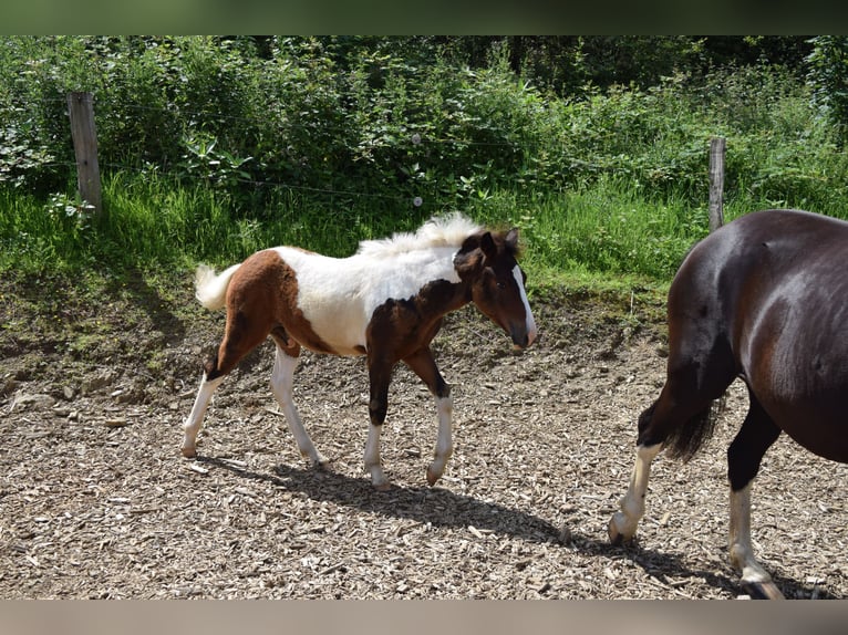 Lewitzer Hengst veulen (03/2024) 150 cm Gevlekt-paard in Engelskirchen