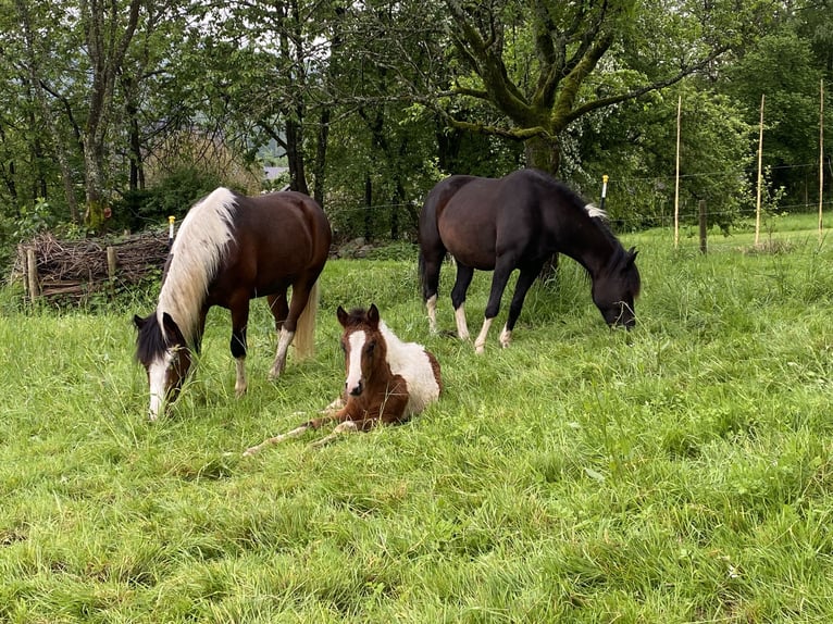 Lewitzer Hengst veulen (03/2024) 150 cm Gevlekt-paard in Engelskirchen