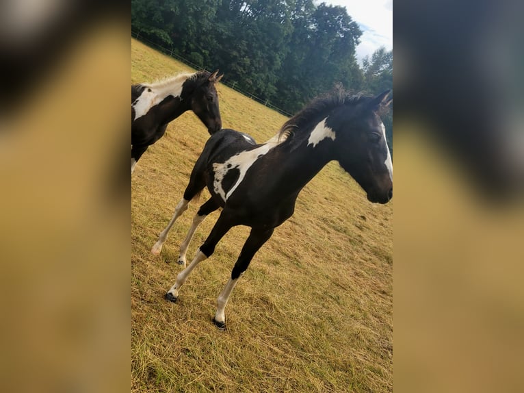 Lewitzer Hingst Föl (05/2024) 145 cm Tobiano-skäck-alla-färger in Streithausen