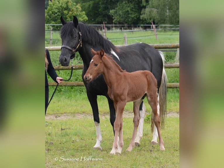 Lewitzer Hingst Föl (04/2024) 148 cm fux in Mörsdorf