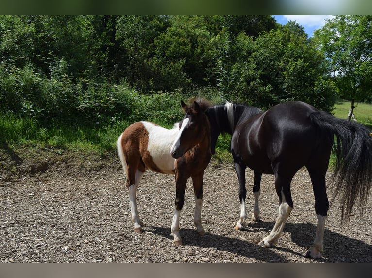 Lewitzer Hingst Föl (03/2024) 150 cm Pinto in Engelskirchen