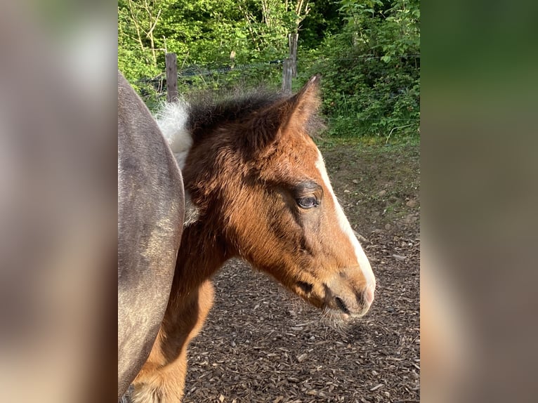 Lewitzer Hingst Föl (03/2024) 150 cm Pinto in Engelskirchen