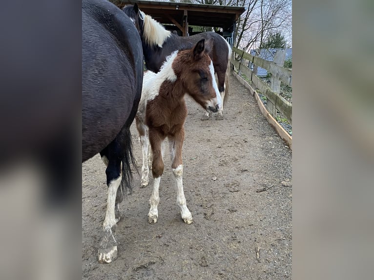 Lewitzer Hingst Föl (03/2024) 150 cm Pinto in Engelskirchen