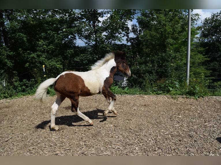 Lewitzer Hingst Föl (03/2024) 150 cm Pinto in Engelskirchen