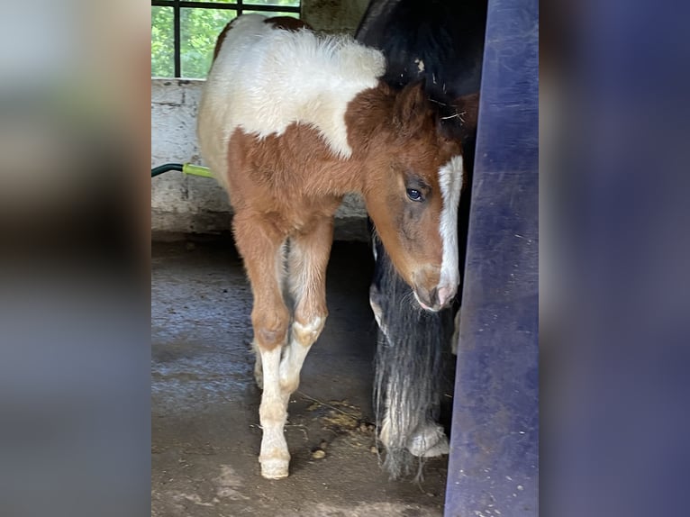 Lewitzer Hingst Föl (03/2024) 150 cm Pinto in Engelskirchen