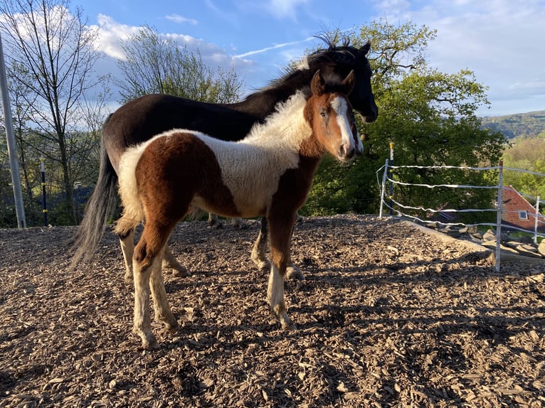 Lewitzer Hingst Föl (03/2024) 150 cm Pinto in Engelskirchen