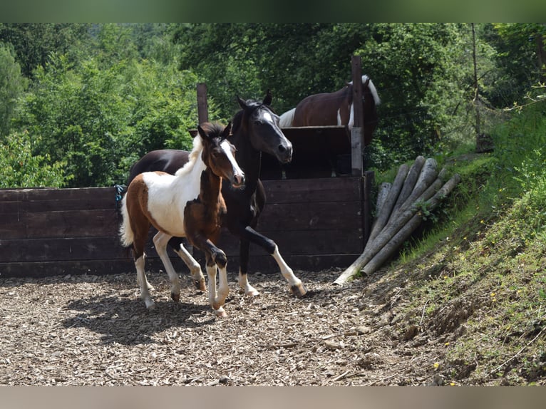 Lewitzer Hingst Föl (03/2024) 150 cm Pinto in Engelskirchen