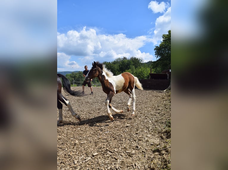 Lewitzer Hingst Föl (03/2024) 150 cm Pinto in Engelskirchen